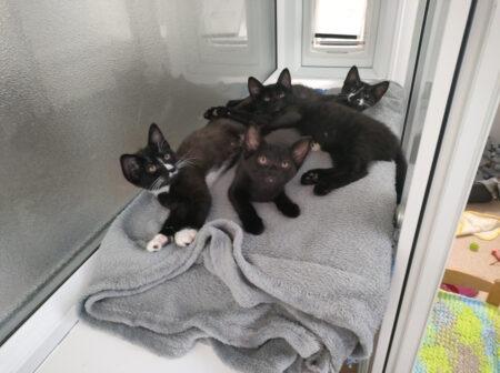 Of the six kittens, named Jordan, Jude, Morgan, Ollie, Reece and Declan, two females are still available. The playful black and white kittens each have their own unique personalities. They are looking for home ready for the fun (and mischief) of kittens with lots of toys, climbing opportunities and enrichment.
