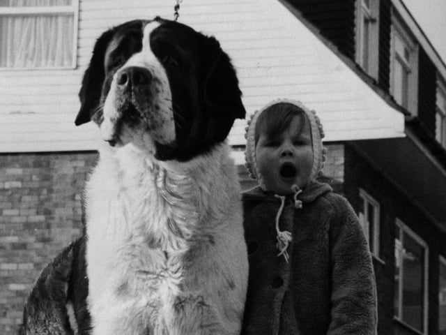 Bradford in February 1970. This is a "tall" story - but a true one - and the long and the short of it are Tara, a 13.5-stone St. Bernard, and little Heather Bennett, aged two, weighing two stones, daughter of Geoff Bennett from Allerton in Bradford. It's quite a long story, too - which perhaps explains why Heather is yawning. Tara has just won second, third and fifth prizes in her classes at Cruft's Dog Show, in London, the first time she has been entered. She was the tallest St. Bernard in the show. Heather can't be short of companionship at home, for besides Tara, there are eight other dogs in the Bennett's semi. Looking after just one of them can be a full-time job, explained her mum Rosalind. "Tara needs 4lb. of meat and biscuits a day and about four pints of milk and a couple of eggs," she said.
