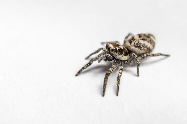 Unlikely as it may be to some the Zebra Jumping Spider van also take up residence in our homes (photo: Adobe)