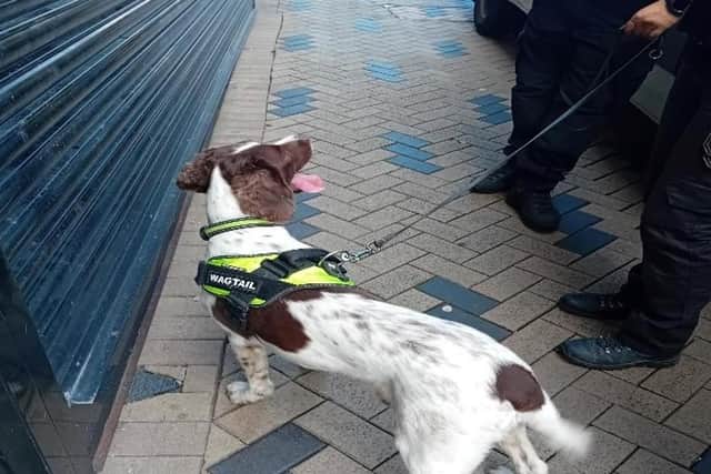 A police dog used during the operation