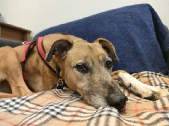 Stella is a nine-year-old female lurcher X, described as being a gentle soul. She came to the centre after her owner died and is now looking for a new home where she can sunbathe in the garden during summer and curl up on the sofa on cooler nights.