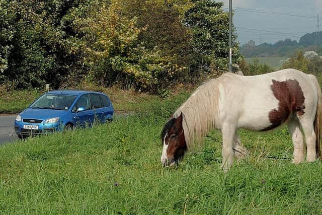 A horse tethered by the roadside.
