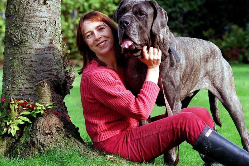 Helen Makin of Ponderosa Kennels in Allerton Bywater is  pictured with one-year-old Neapolitan Mastiff Murphy, whom she was trying to rehome in October 1999.