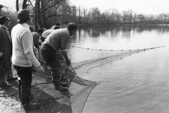 Members of Leeds Telephone Engineers AC during 'netting' operations at Paul's Pond in Cookridge in March 1974.  They were clearing the pond of unwanted small roach and perch hoping to exchange them for bream with Bradford City AA.
