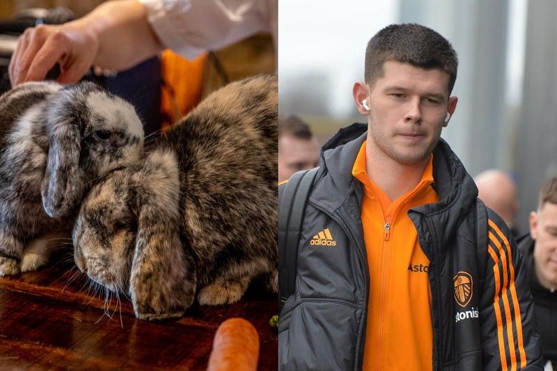 Giant French rabbit Meslier, who lives at the Black Bull pub in Horsforth, is fondly named after Leeds United goalie Illan Meslier