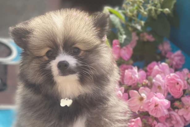 Samira Ali said: "This is our little 15 week old Bear! He looks like a raccoon."