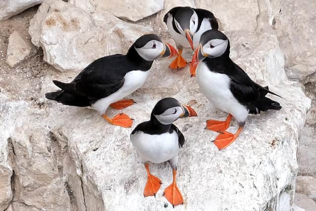 Sandeels are a key food source for many seabirds, including the colonies of gannets, puffins, razorbills and other species at the RSPB Bempton Cliffs nature reserve. Photo courtesy of Richard Ponter