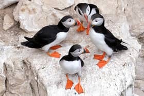 Sandeels are a key food source for many seabirds, including the colonies of gannets, puffins, razorbills and other species at the RSPB Bempton Cliffs nature reserve. Photo courtesy of Richard Ponter