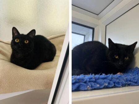 Agnes and Mavis are domestic short hair cats both aged approximately one. Both love treats and are looking for a home that can offer lots of love and attention.
