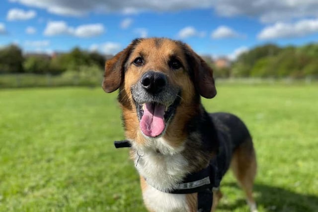 Jake is a 12-year-old Shepherd who can be goofy and loves his walks. When he finds a new family, he'd like for them to have doggy friends that he can walk with. He's a huge foodie and will do anything for food - his favourite treat is squirty cheese.
