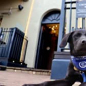 Support dogs pup Gilly outside the Crown Hotel, which is to host a puppy tea party in the charity's honour