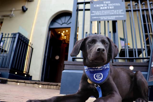 Support dogs pup Gilly outside the Crown Hotel, which is to host a puppy tea party in the charity's honour