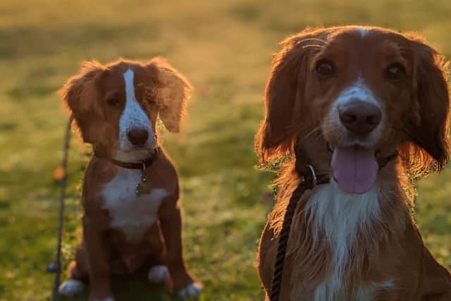 Accompanying the duo on the walk will be Ryan’s dog Alfie and Conor’s dog Benji.