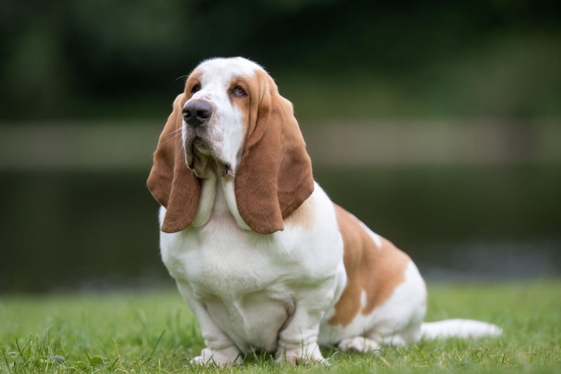 The Basset Hound is as popular as ever, with it's affectionate, friendly and devoted characteristics it was registered over 300 times in the UK last year.