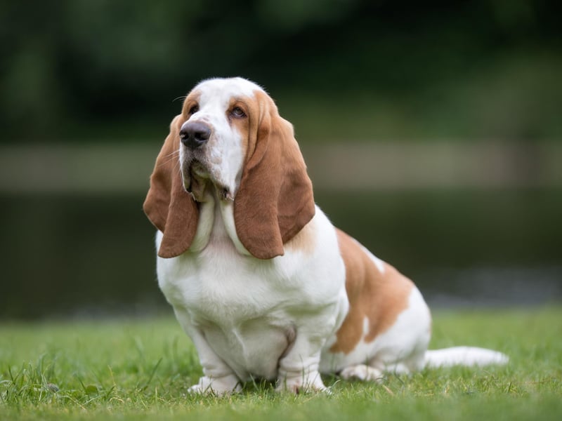 The Basset Hound is as popular as ever, with it's affectionate, friendly and devoted characteristics it was registered over 300 times in the UK last year.