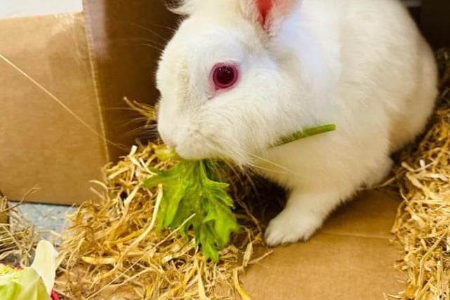 Luca is a happy-go-lucky bun who really enjoys a quiet and relaxing life.  The one-year-old is super sweet and enjoy the company of people, he likes to be stroked whilst sat next to his favourite people.