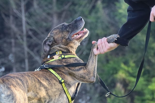 We spotted Rex showing off some of his training skills! He’s a fun and energetic crossbreed aged two. He loves loads of fuss and enjoys his walkies. He’ll be fine with kids over 12 but doesn’t want to share with any other pets, but he’s okay around other dogs when out and about. He's the true definition of a gentle giant!