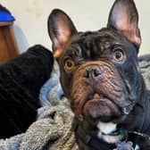 Three-year-old French Bulldog Rex loves to play, especially games of fetch when he can show off his high jump. He'd suit a big family with plenty of people to give him attention throughout the day. Rex has shared a home with with cats previously and could live with them again if they are calm and dog-savvy.