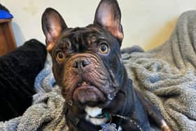 Three-year-old French Bulldog Rex loves to play, especially games of fetch when he can show off his high jump. He'd suit a big family with plenty of people to give him attention throughout the day. Rex has shared a home with with cats previously and could live with them again if they are calm and dog-savvy.