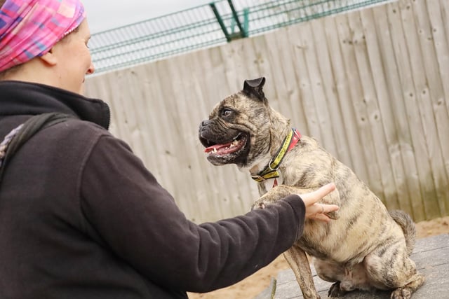 We joined handsome Laszlo on a training session with his handler and he proved what a fun and bubbly lad he is! He’s a 3yr old Pug Cross who is looking for dedicated adult adopters who are keen to do some training with him. He’s full of potential and will do really well in confident hands.