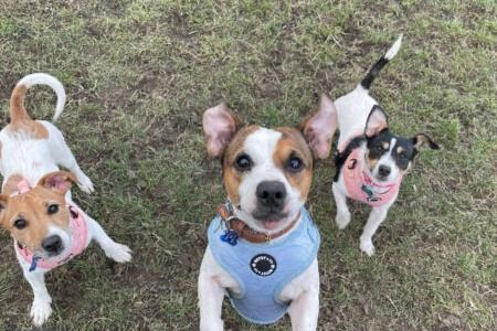 Lola, aged seven, is Lucy and Marley's mum and she is completely bonded with her two four-year-olds. They arrived at the centre as their owner was living on the streets and did not want the same life for them. All three are Jack Russell Terriers and they love fuss and attention.