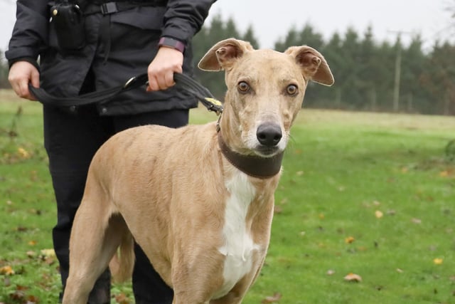 Foggy is a super friendly five yr old Lurcher who loves affection. He walks lovely on lead and likes to sniff and play scent games. He loves to play with his toys and is very foody which is great for his training. He is a fun energetic dog who has a lot to offer a new family. Foggy could live with children 14 years and above. He will need owners around to settle him for a few weeks as he has been through a lot of change recently. Once settled he should be ok left for a couple of hours. Foggy will need to be the only dog in the home as he can be too OTT off lead however, he can have walking friends.