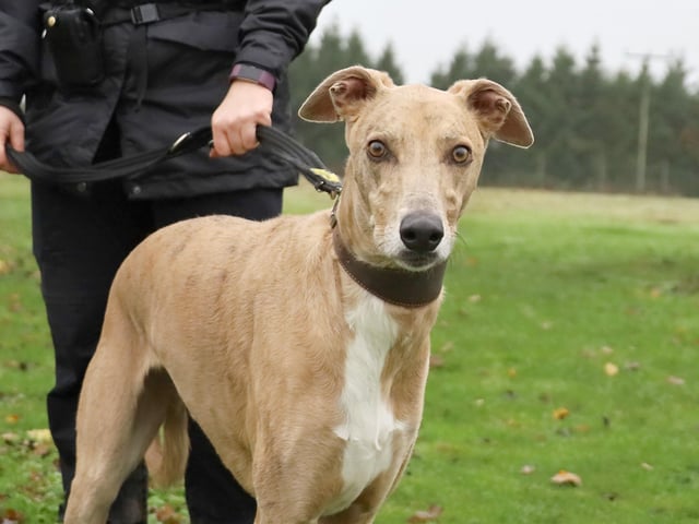 Foggy is a super friendly five yr old Lurcher who loves affection. He walks lovely on lead and likes to sniff and play scent games. He loves to play with his toys and is very foody which is great for his training. He is a fun energetic dog who has a lot to offer a new family. Foggy could live with children 14 years and above. He will need owners around to settle him for a few weeks as he has been through a lot of change recently. Once settled he should be ok left for a couple of hours. Foggy will need to be the only dog in the home as he can be too OTT off lead however, he can have walking friends.