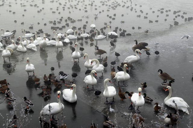 The swans on Fairburn Ings near Castleford are running out of water as the lake at the Nature Reserve has been almost completely frozen over on January 2 2001, leaving the swans and thousands of other birds scrabbling around on the ice to find food. Picture: John Giles/PA.