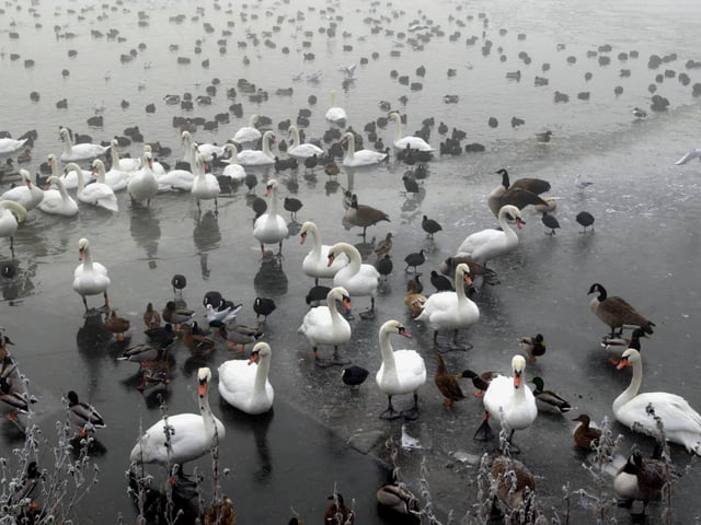The swans on Fairburn Ings near Castleford are running out of water as the lake at the Nature Reserve has been almost completely frozen over on January 2 2001, leaving the swans and thousands of other birds scrabbling around on the ice to find food. Picture: John Giles/PA.