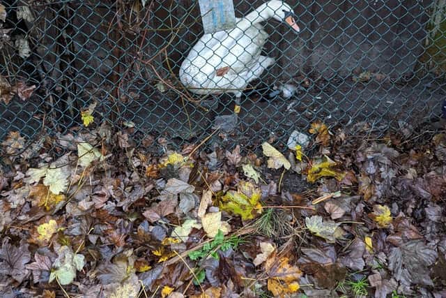 The bird landed on the wet roof of an industrial building on Low Mill Lane near Dewsbury and slid on the slippery surface, becoming wedged between the side of the building and a wire mesh fence.