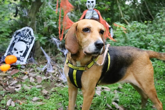 Seven-year-old Trail Hound Cross Toffee has been waiting to find a new home for a while now and, in that time, has become a firm favourite of Dogs Trust staff. This is due to his fun-loving nature and zest for life. Toffee enjoys learning new things and is super affectionate.
