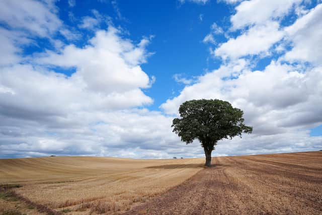 The country has seen record low rainfall and exceptionally high temperatures this summer, with many regions officially declared in drought. Photo by Christopher Furlong/Getty Images.