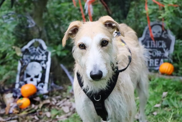 Noah is a four-year-old Lurcher who loves going for a walk. He would not be suitable for young children, but older teenagers should be fine. He would need an enclosed garden and for his adopters to visit him a few times at the centre before he heads home.
