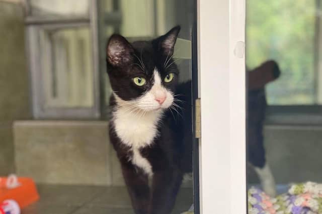 These animals are looking for their forever homes.