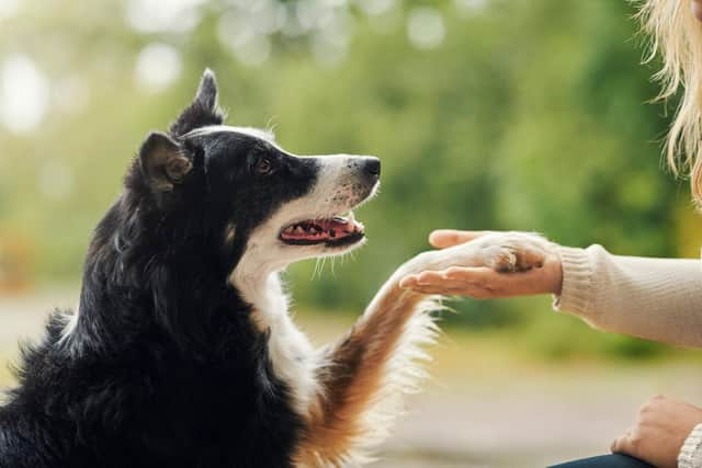 Half of pet owners say their pet is the most constant source of love in their life.