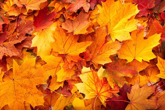 Autumn leaves.