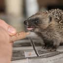 Artist Robert E Fuller raised the hoglet after it was caught in the rat trap.