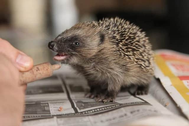 Artist Robert E Fuller raised the hoglet after it was caught in the rat trap.