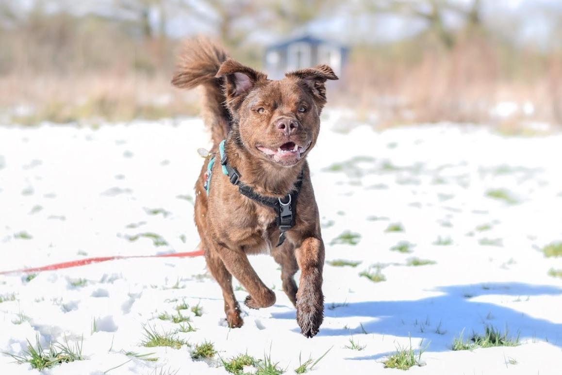 How to spot hypothermia in pets - Advice from vets as the cold spell hits