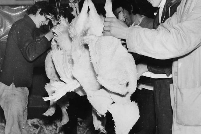 Workers plucking some of the 4,000 turkeys that will find their way to the Christmas dinner table from Oglethorpe Hall Farm at  Tadcaster ion December 1969. On the extreme right of the picture is a student helper, Christopher Nicholson, from Bilton-in-Ainsty.