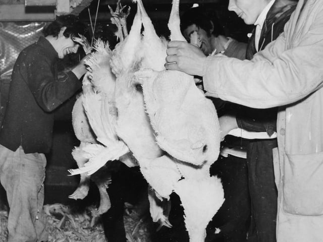 Workers plucking some of the 4,000 turkeys that will find their way to the Christmas dinner table from Oglethorpe Hall Farm at  Tadcaster ion December 1969. On the extreme right of the picture is a student helper, Christopher Nicholson, from Bilton-in-Ainsty.