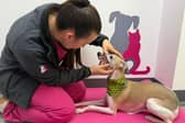 Registered Veterinary Nurse Beth Robinson from Harrison Family Vets gives Katie the Whippet a dental check.