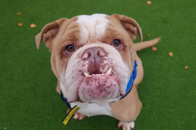 How gorgeous is that face? Sebastian is a five-year-old bulldog who is just adorable and always happy to see new people. He can jump up and be a little boisterous so isn't suitable for families with young children but 12 and over should be fine for him. Sebastian has lots of energy so an enclosed garden is a must. He will need active owners who will continue the fantastic training he’s been doing at the centre.