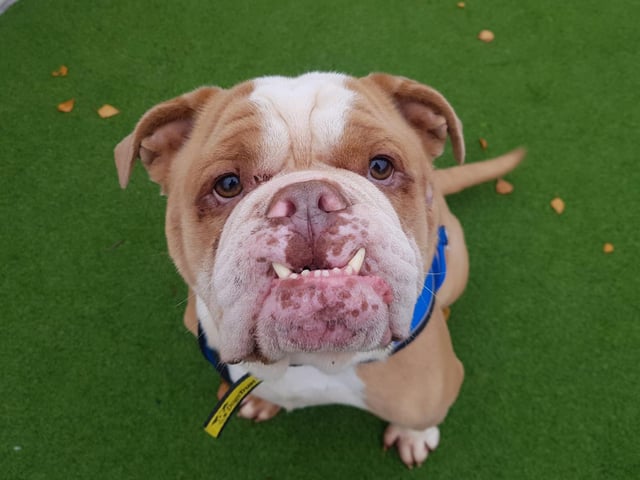 How gorgeous is that face? Sebastian is a five-year-old bulldog who is just adorable and always happy to see new people. He can jump up and be a little boisterous so isn't suitable for families with young children but 12 and over should be fine for him. Sebastian has lots of energy so an enclosed garden is a must. He will need active owners who will continue the fantastic training he’s been doing at the centre.