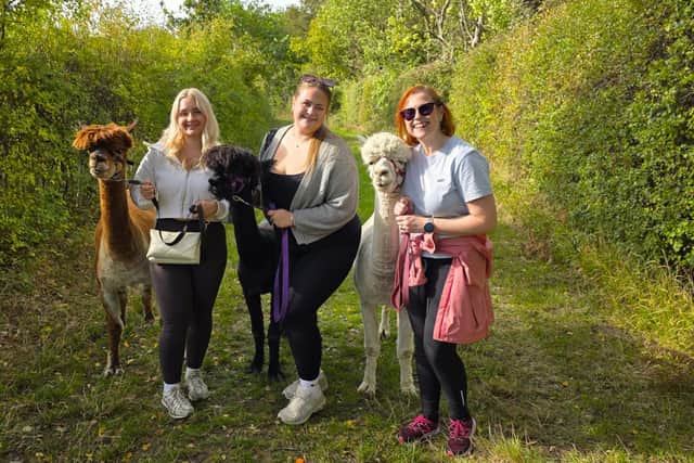 Youbee Media's team day out at Treeside Alpacas to celebrate their fifth business birthday