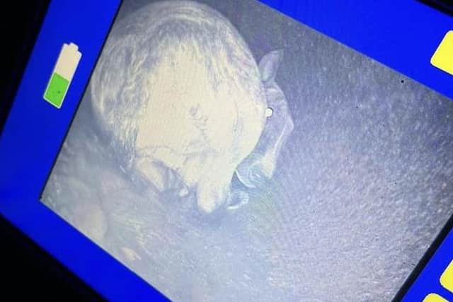 Martha was located 20 metres (65 feet) down by thermal imaging. Photo: RSPCA