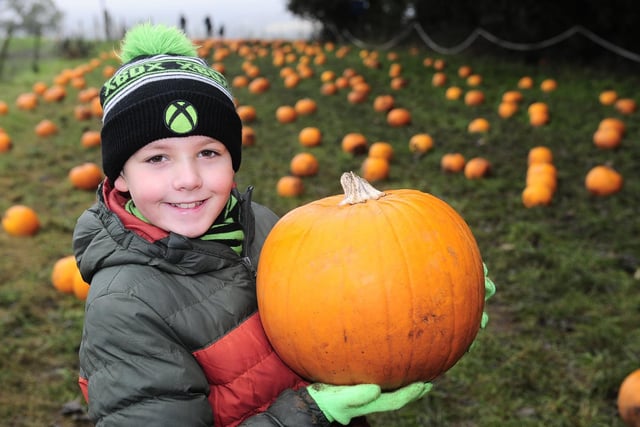 Noah Holmes-McTasney, 10 of Wakefield picks his pumpkin
