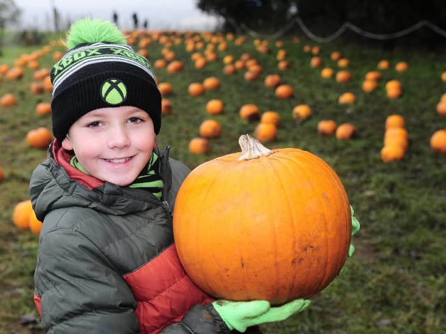 Noah Holmes-McTasney, 10 of Wakefield picks his pumpkin