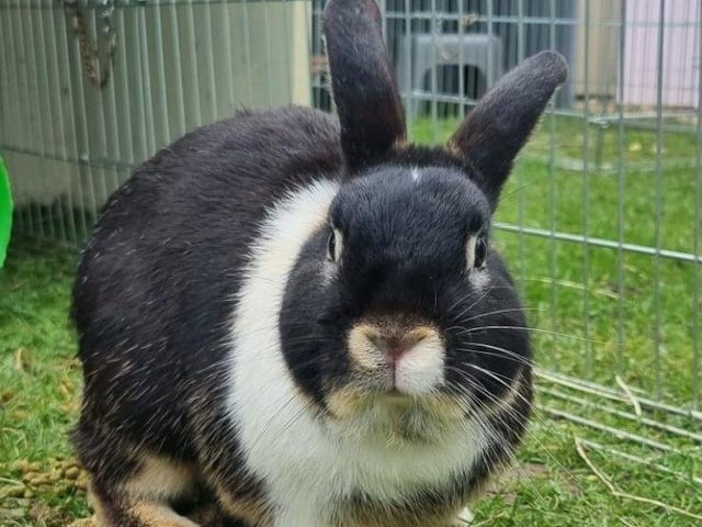 Sparky is a one year old crossbreed male. He is a really sweet boy, easy to handle, inquisitive and friendly.
This handsome chap is looking for a female friend to bond with. He could live with children of all ages.
To adopt Sparky see: https://rspca-radcliffe.org.uk/animal/sparky/