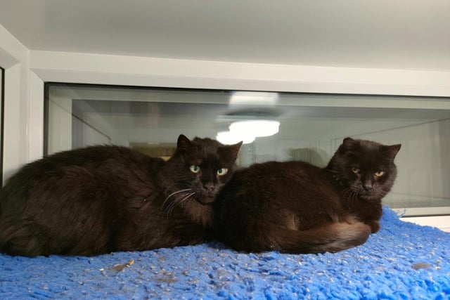 These two beautiful boys are around 10 years old and are 	domestic semi-longhaired cats. They both prefer an adult only household and would rather not live with any dogs.